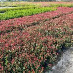 Červienka Fraserova (Photinia × fraseri) ´LITTLE RED ROBIN´ - výška 40-60 cm, kont. C3L